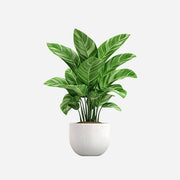 Vibrant Green Plant in Teal Pot for Home Decor