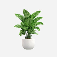 Vibrant Green Plant in Teal Pot for Home Decor